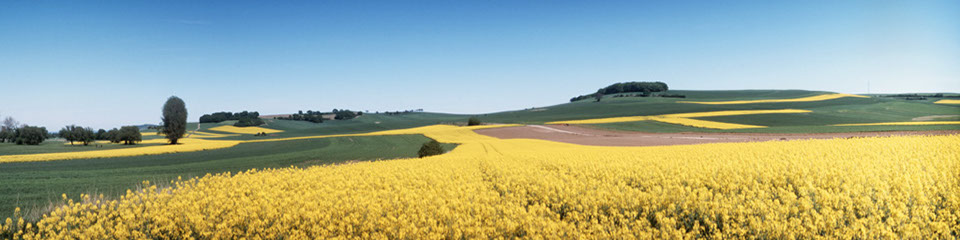 Motiv 04-00229 - Raps, Vulkaneifel