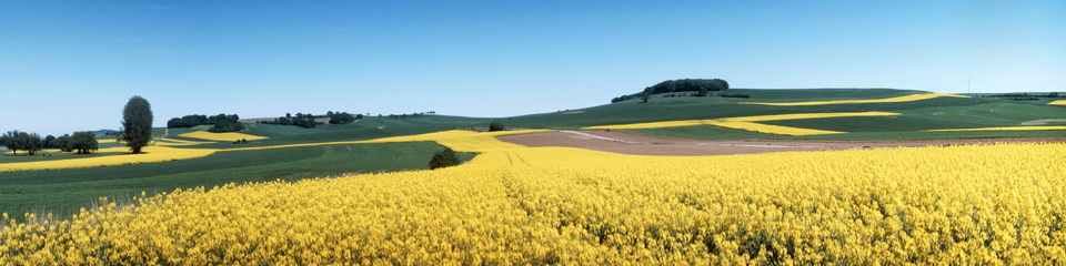Motiv 04-0229 - Rapsfelder, Vulkaneifel 