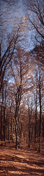 Motiv 04-1311 - Herbstwald, Ölberg