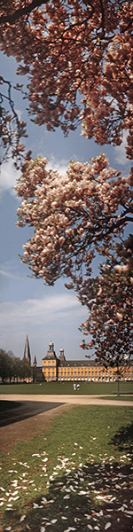 Motiv 04-2134 - Uni mit Magnolie, Bonn 