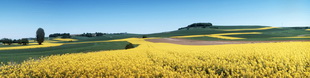 Motiv 04-0229 - Rapsfelder, Vulkaneifel 