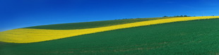 Motiv 04-0231 - Rapswelle, Vulkaneifel 
