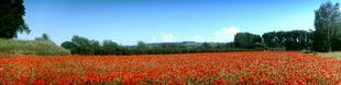 Motiv 04-0925 - Mohnfeld, Rheingau