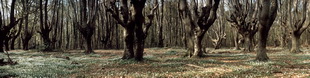 Motiv 04-0994 - Hainbuchenwald, Bonn