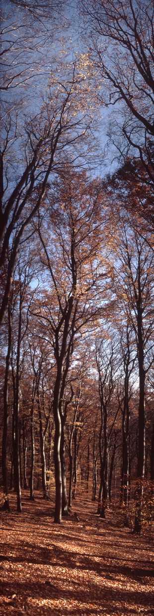 Motiv 04-1311 - Herbstwald, Ölberg