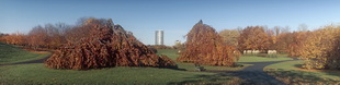 Motiv 04-1825 - Rheinaue im Herbst, Bonn 