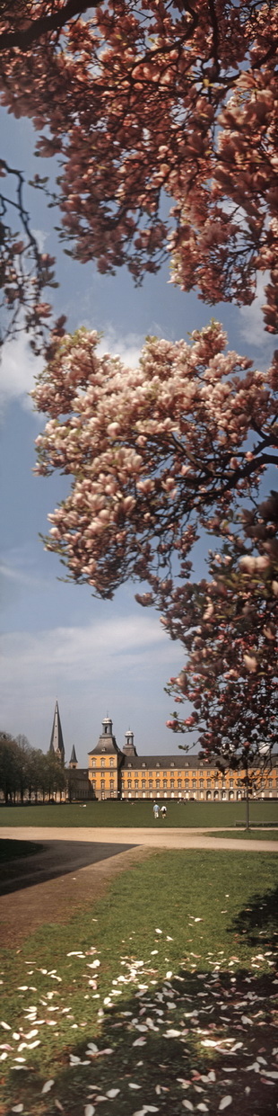 Motiv 04-2134 - Uni mit Magnolie, Bonn 