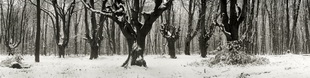 Motiv 04-2275  - Winterwald, Waldau