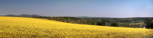 Motiv 04-2472 - Rapsfeld, Wachtberg 